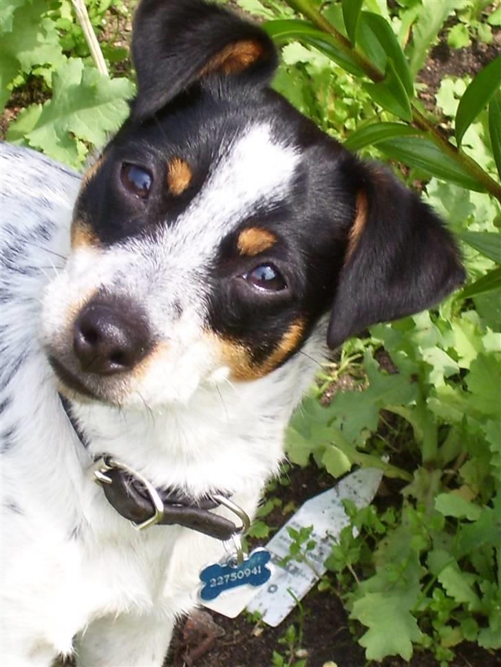 Dansk svensk gaardhund Kom-Tessa af AllerupNord - Hva sir du ? ? ? billede 3