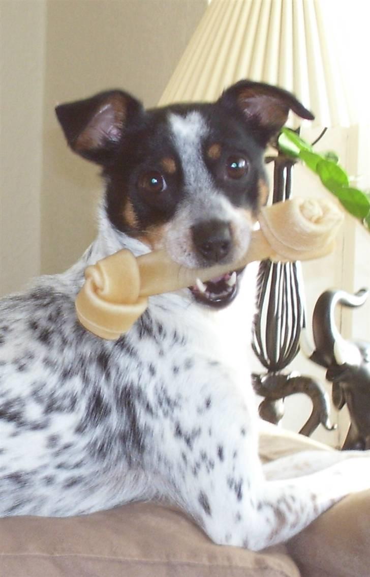 Dansk svensk gaardhund Kom-Tessa af AllerupNord - Hva mon Rikke laver ? ? billede 4