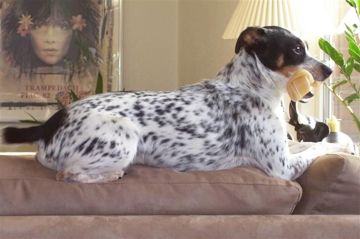 Dansk svensk gaardhund Kom-Tessa af AllerupNord - Hey kan enda ligge ned med ben billede 5