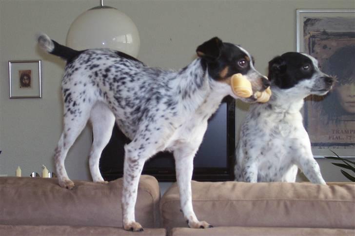 Dansk svensk gaardhund Kom-Tessa af AllerupNord - Ser om der sker noget sammen med Rikke billede 6
