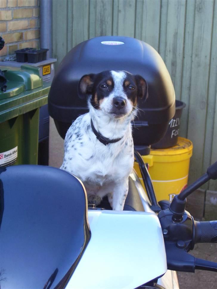 Dansk svensk gaardhund Kom-Tessa af AllerupNord - Eeeeelsker mors knallert billede 7