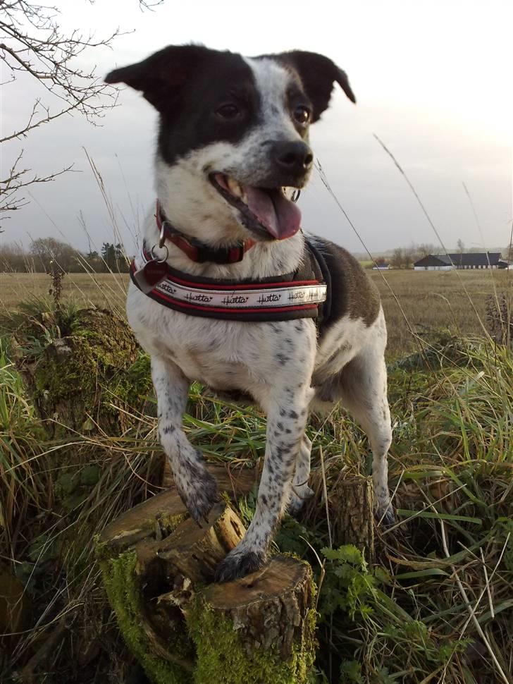 Dansk svensk gaardhund R.I.P.  Rikke - Hov var sker der billede 1