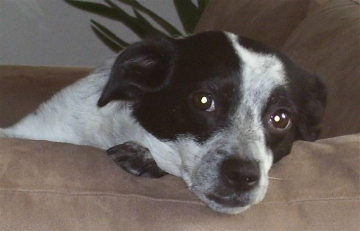 Dansk svensk gaardhund R.I.P.  Rikke - Gummi benet var nu ik så god billede 3