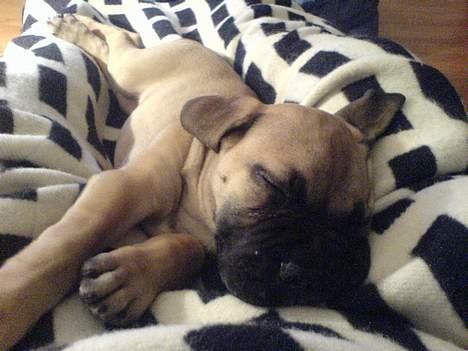 Bullmastiff Gizmo R.I.P - ZZZZzzzzZZZZ billede 6