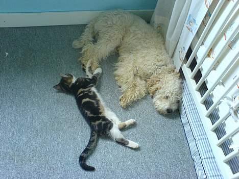 Blanding af racer Ricki billede 9