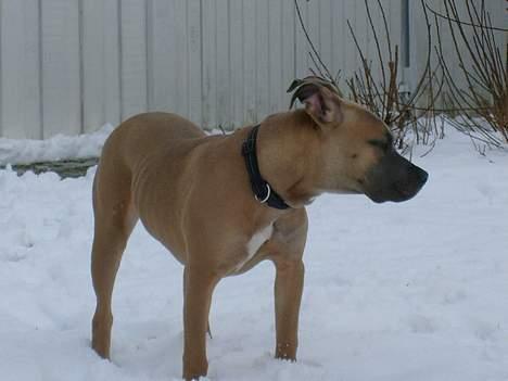 Amerikansk staffordshire terrier Ginous - Taget D. 08-02-07 billede 7