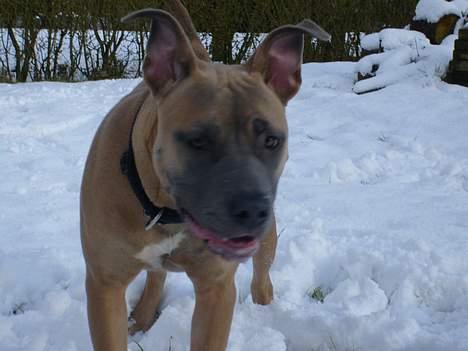 Amerikansk staffordshire terrier Ginous - D. 08-02-07 billede 8