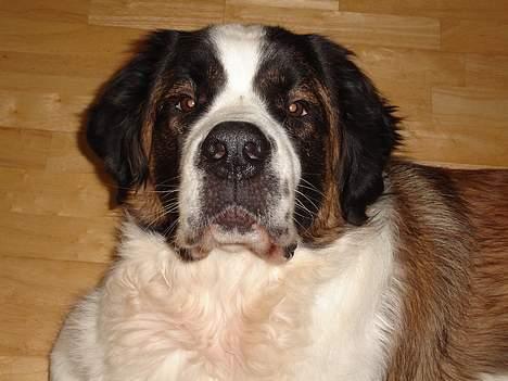 Sankt bernhardshund Lazy DØD - siger du noget mor? billede 8