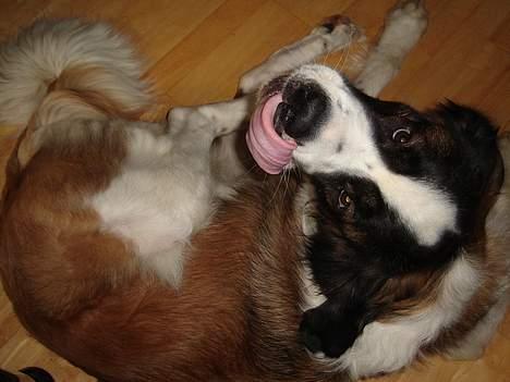 Sankt bernhardshund Lazy DØD - Aftensmad??? billede 9