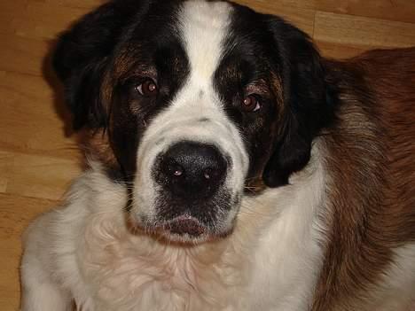 Sankt bernhardshund Lazy DØD - meget opmærksom. sæt nu mor belønner mig billede 10