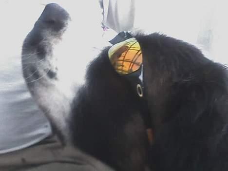 Sankt bernhardshund Lazy DØD - bad ass babe billede 11