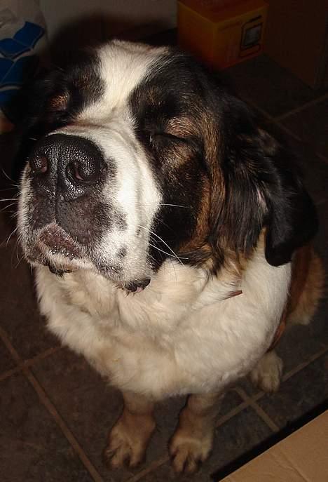 Sankt bernhardshund Lazy DØD - du kan ikke se mig!!!  billede 12