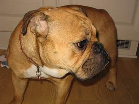 Engelsk bulldog Molly billede 15
