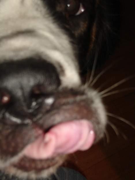 Sankt bernhardshund Lazy DØD - så skærer vi lige grimaser billede 13