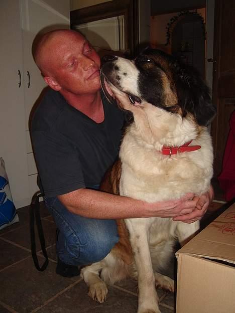 Sankt bernhardshund Lazy DØD - Tim og lazy..... ææææælsker og pyze, og kan det på komando billede 14