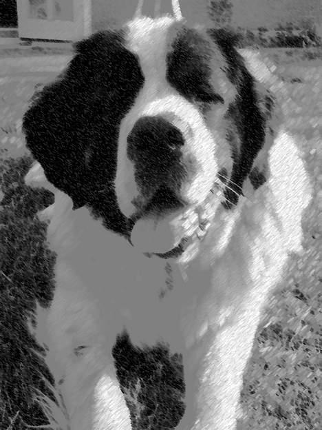 Sankt bernhardshund Lazy DØD - en tur i haven billede 15