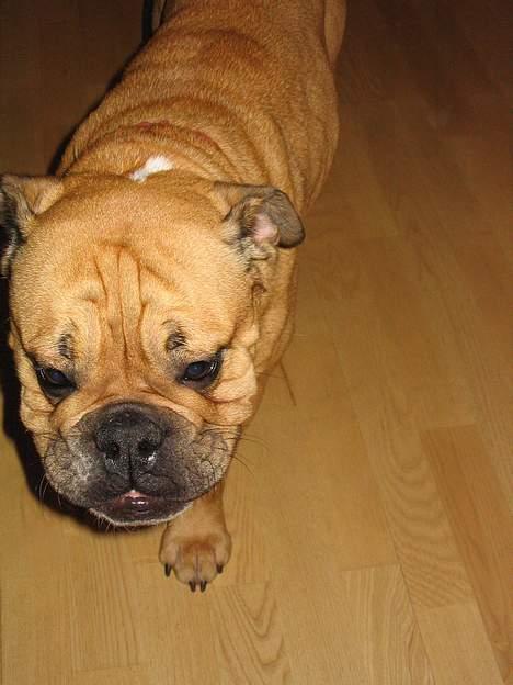 Engelsk bulldog Molly billede 16