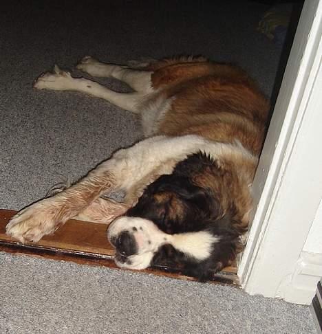 Sankt bernhardshund Lazy DØD - Lazy er normalt en dame der ikke kan lide og blive beskidt, MEN når mor kommer en gang om ugen med et stort kødben med frisk kød på, tja så tager det hele dagen og så er jeg nødtil og leve op til mit navn sidst på dagen og så vente med rengøringen billede 16