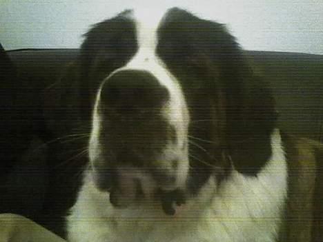 Sankt bernhardshund Lazy DØD - hmmmm matrone billede 17