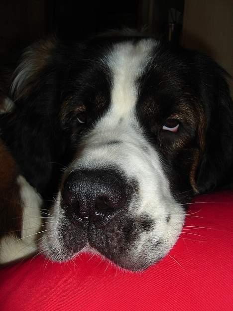 Sankt bernhardshund Lazy DØD - stop så med det kamera, nu putter jeg billede 18