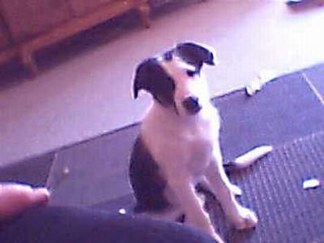 Border collie Kali billede 7