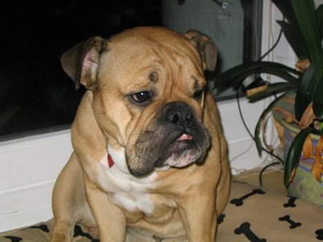 Engelsk bulldog Molly billede 17