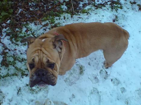 Engelsk bulldog Molly billede 18