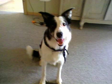 Border collie Kali billede 8