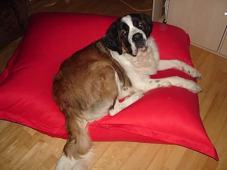 Sankt bernhardshund Lazy DØD - det er så min egen pude som bliver bodyslammet et par gange om dagen. men man ligger også dejligt billede 19