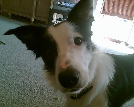 Border collie Kali billede 9