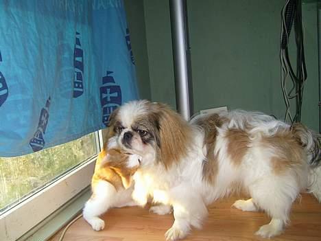 Pekingeser Simba.. billede 5
