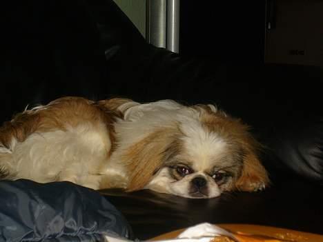 Pekingeser Simba.. billede 6