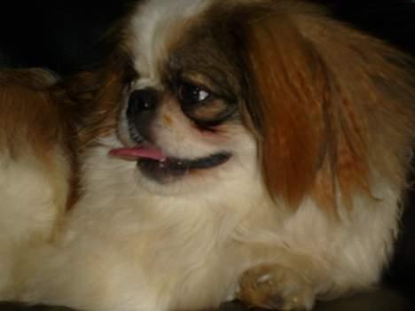 Pekingeser Simba.. billede 7