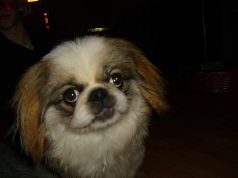 Pekingeser Simba.. billede 8