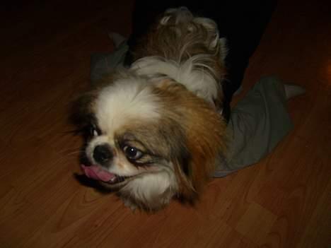 Pekingeser Simba.. billede 9