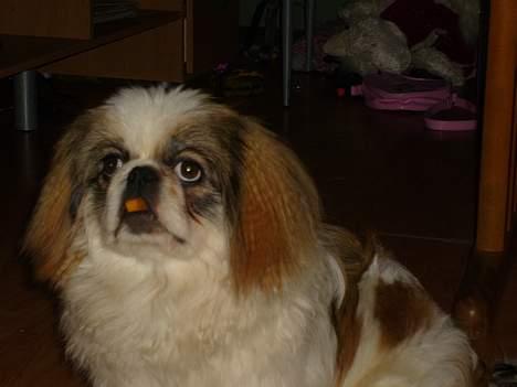 Pekingeser Simba.. - Simba der ryger en pomfrit.. billede 10