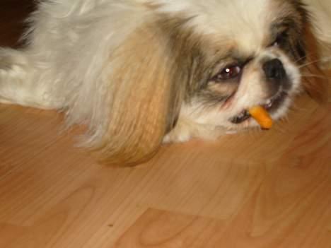 Pekingeser Simba.. - Simba og sin pomfrit.. billede 11