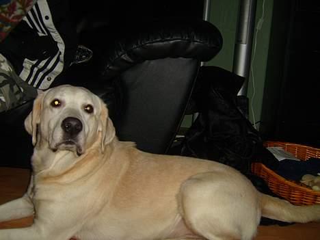 Labrador retriever Samson billede 4