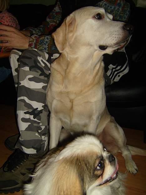 Labrador retriever Samson billede 5