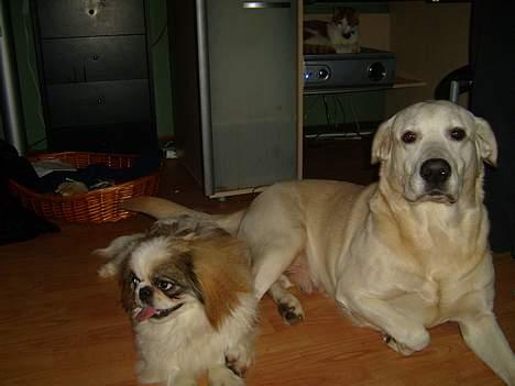 Labrador retriever Samson billede 6