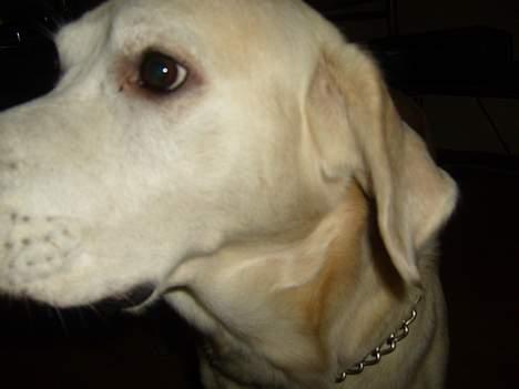 Labrador retriever Samson billede 7