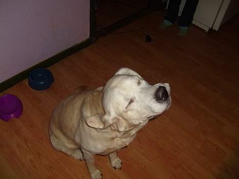 Labrador retriever Samson billede 8