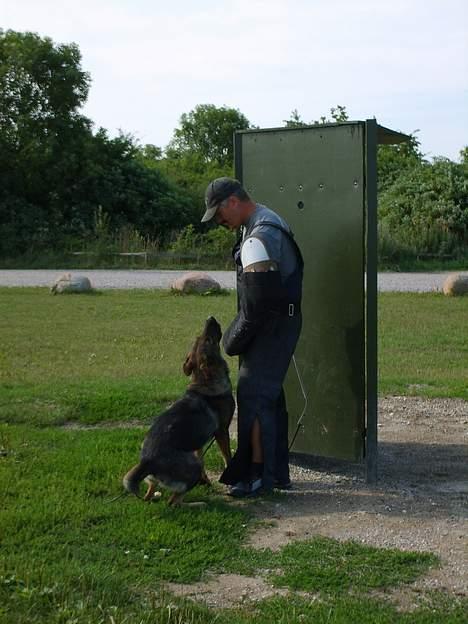 Schæferhund Amager's Chiwa *Død* billede 17