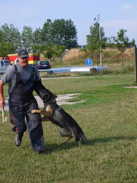 Schæferhund Amager's Chiwa *Død* billede 18