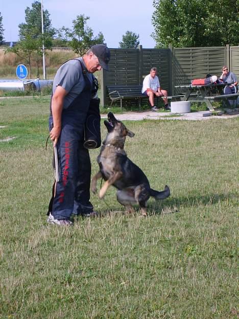 Schæferhund Amager's Chiwa *Død* billede 19