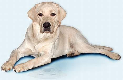 Labrador retriever Mattis - Mattis - en fotomodel billede 1