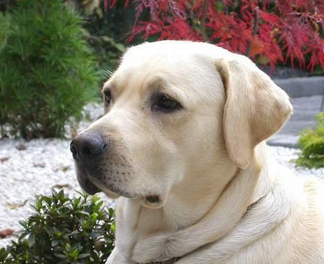 Labrador retriever Mattis - Mattis - tanker...tanker... billede 2