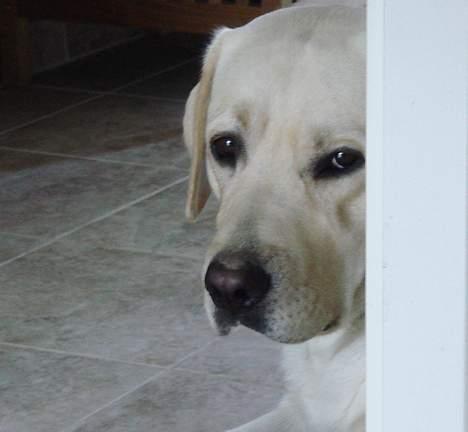 Labrador retriever Mattis - Mattis - Undskyld, jeg vil aldrig gøre det igen... billede 3