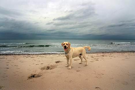 Labrador retriever Mattis - Mattis- Ude i det fri... billede 4