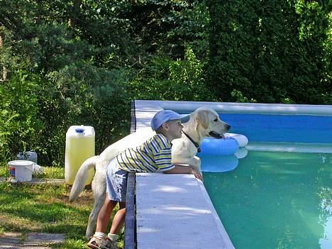Labrador retriever Mattis - Mattis- Jaaa....Gid du kunne svømme min lillie tobinede ven! billede 5